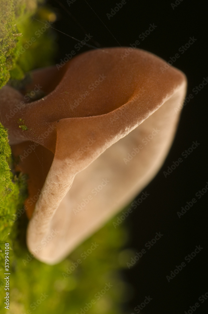 Auricularia auricula-judae