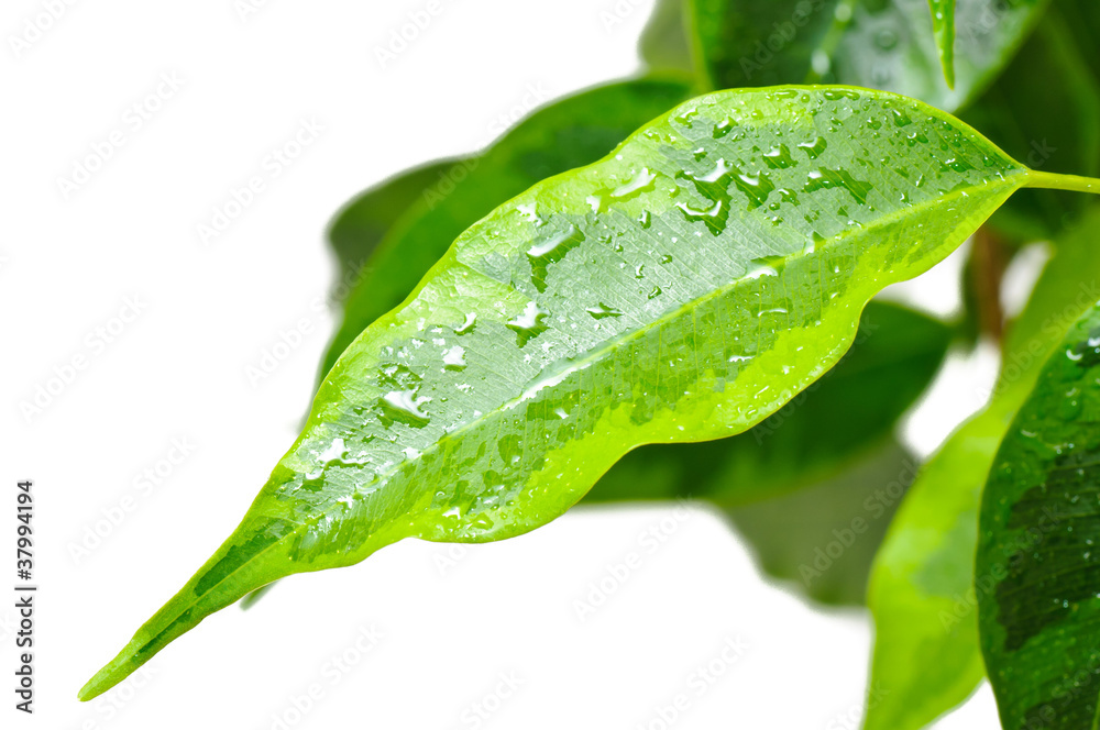 Fototapeta premium Leaf of a green plant isolated on white