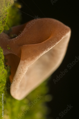 Obraz na płótnie Auricularia auricula-judae w salonie