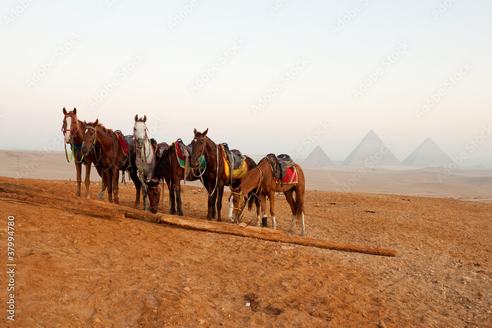 horses in desert near  pyramids in Giza