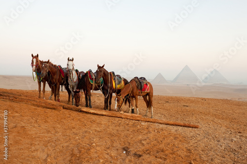 horses in desert near  pyramids in Giza