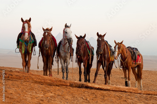 Fototapeta Naklejka Na Ścianę i Meble -  horses in desert near  pyramids in Giza