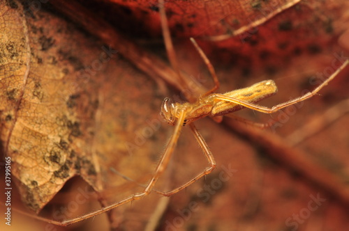 Photos Tetragnatha