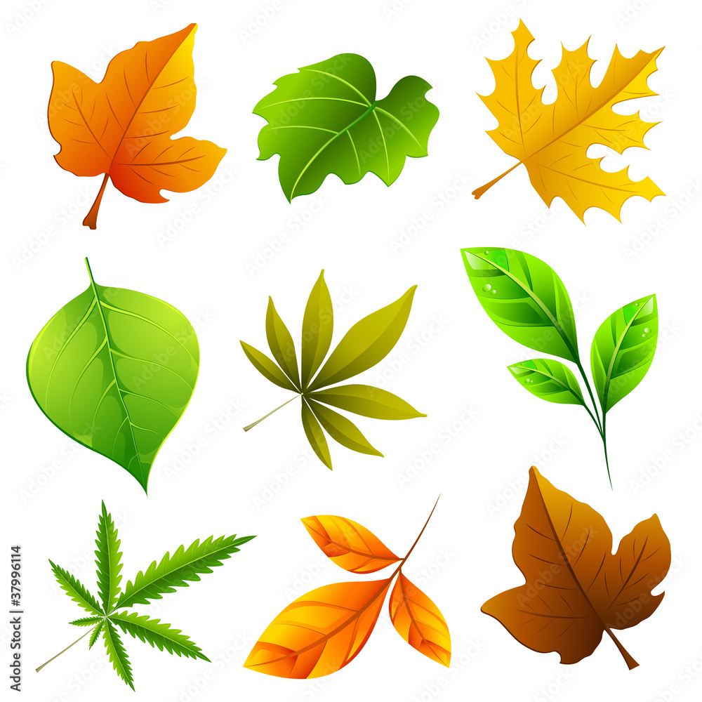 Fototapeta premium Different Leaf