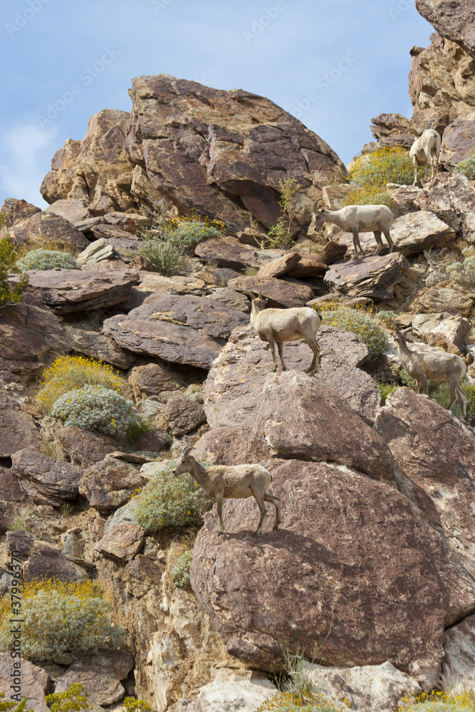 Desert Bighorn Sheeps in Anza Borrego Desert. California, USA