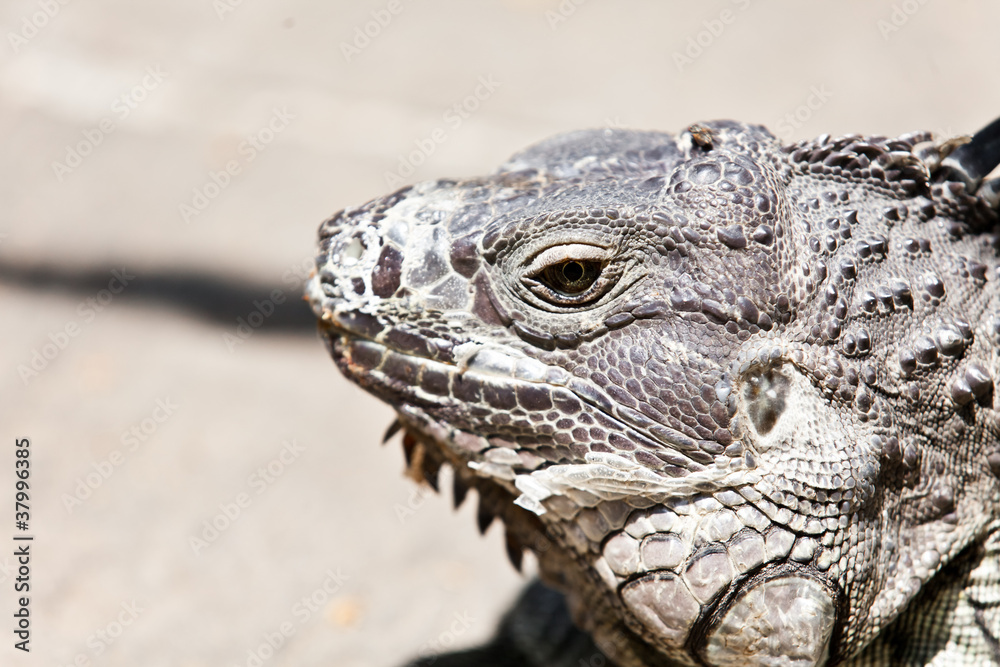 Obraz premium Big Iguana