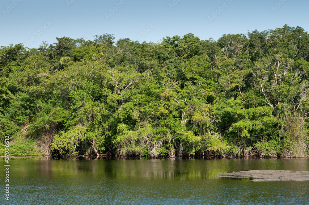 Dschungel Belize