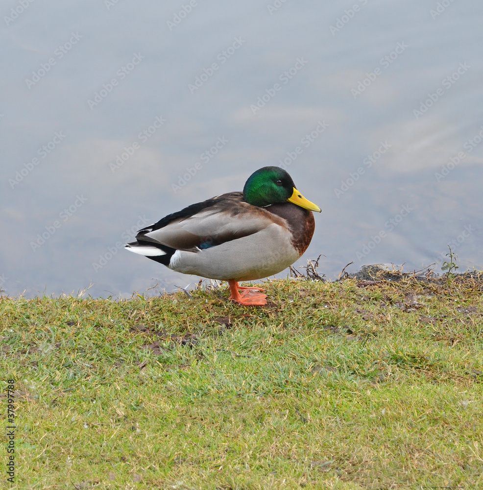 portrait of isolated male duck near the lake portrait of isolated male duck near the lake