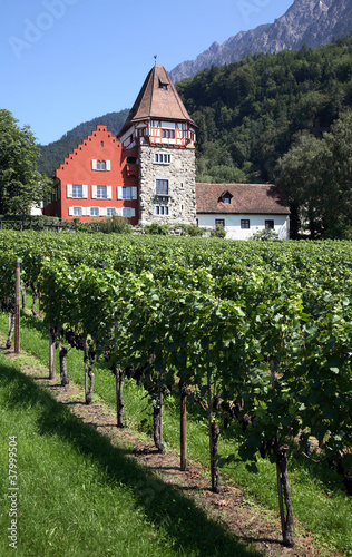 Liechtenstein Vineyard