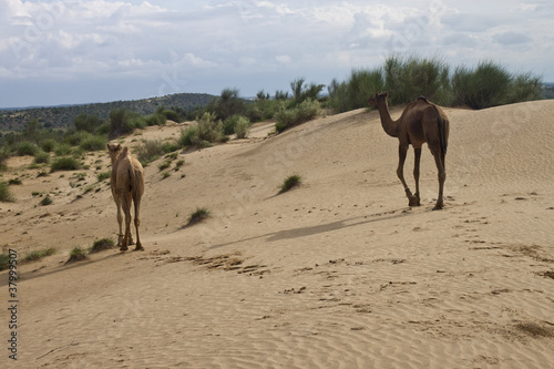 Two camels in desert dunes, India © Matyas Rehak