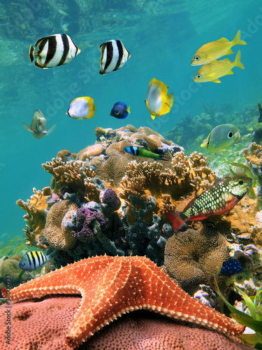 Colorful underwater marine life in a shallow coral reef with tropical fish and a starfish in foreground, Caribbean sea, Mexico