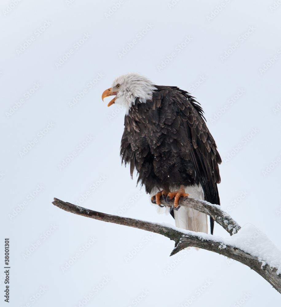 Naklejka premium Bald eagle perched on branch