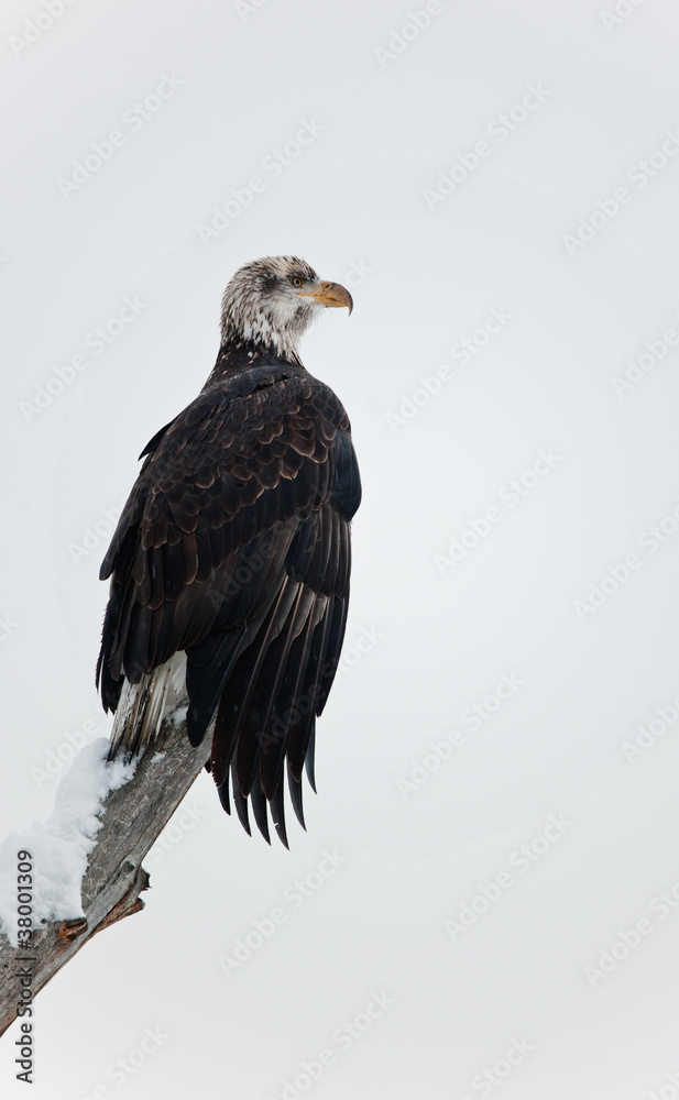Obraz premium Bald eagle perched on branch