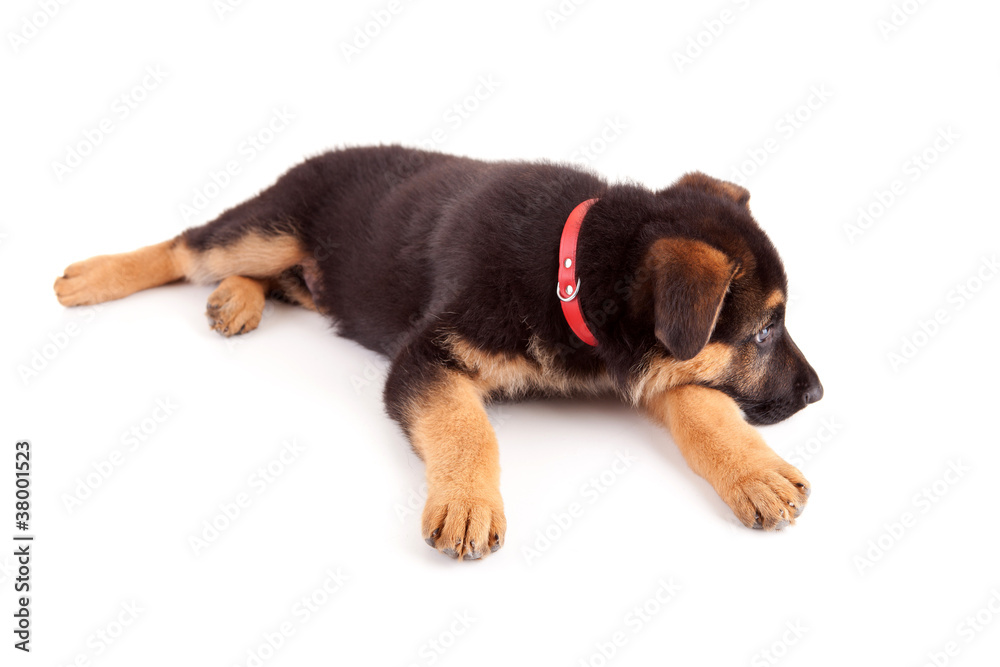 Obraz premium German Shepherd dog