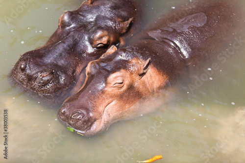 Big hippos