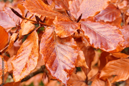 Hojas de haya. Fagus silvatica. photo