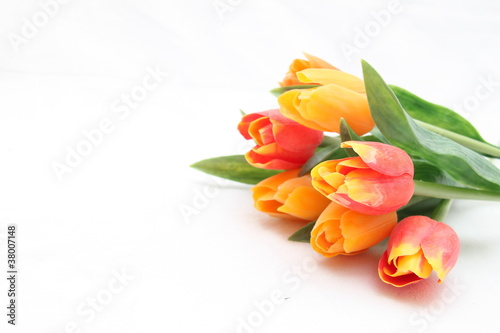 Fototapeta Naklejka Na Ścianę i Meble -  colorful tulips