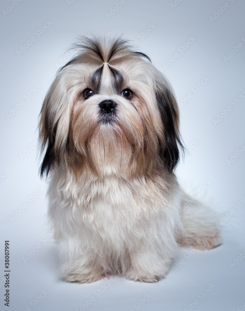 Photography Shih tzu dog