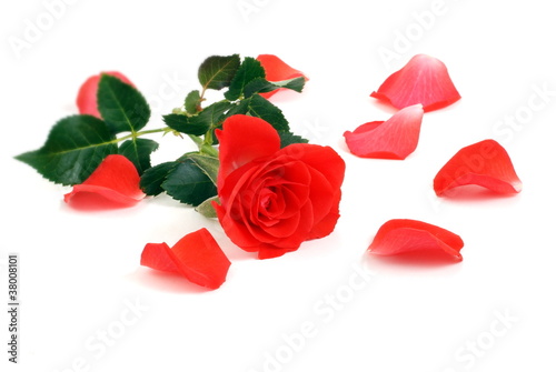 Red rose and petals