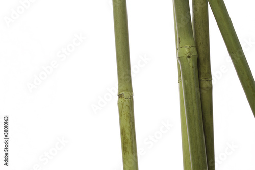 Green bamboo isolated on white