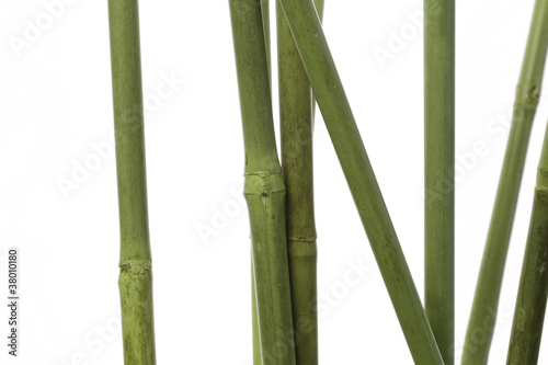 Green bamboo on white