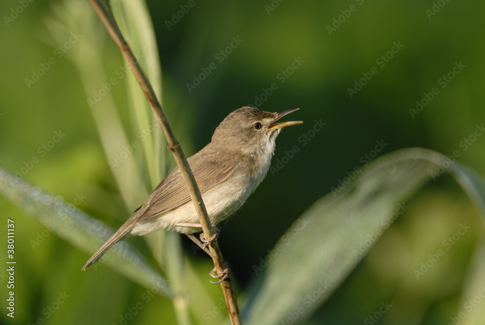 Blyth´s Reed Warbler (Acrocephalus d.) Blyth´s Reed Warbler (Acrocephalus d.)