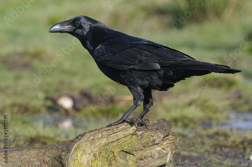 Raven ( Corvus corax)