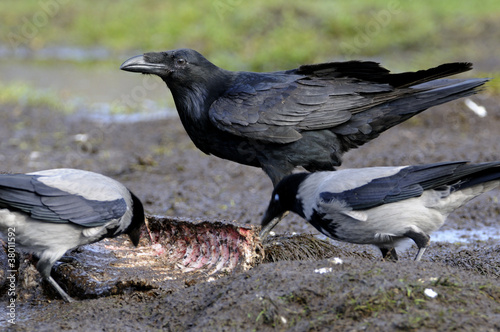 Raven ( Corvus corax)