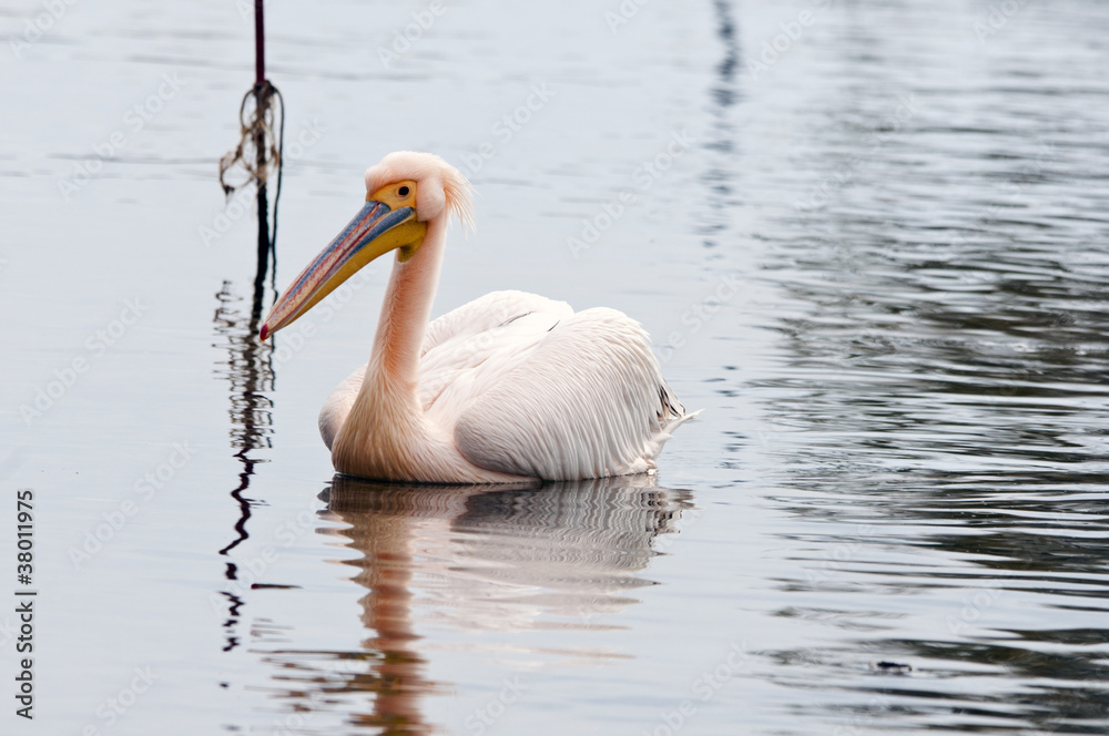 White Pelican - Pelecanus onocrotalus, Crete White Pelican - Pelecanus onocrotalus, Crete