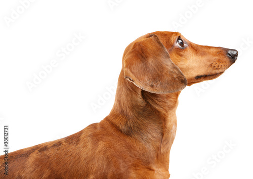 short haired Dachshund Dog