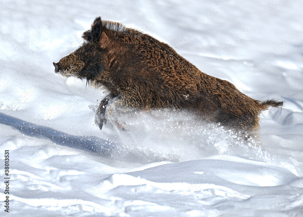 Wild Pig