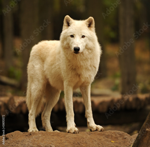 Obraz na płótnie Wolf w salonie