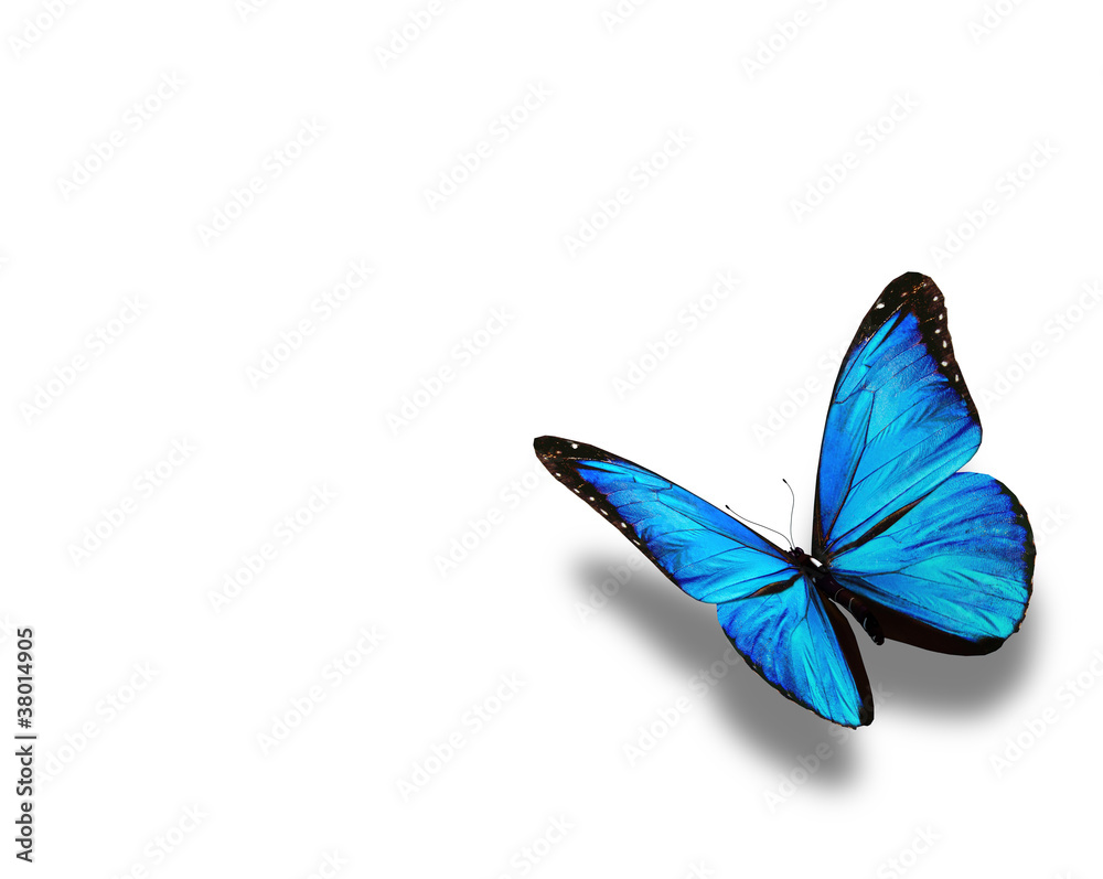 Blue butterfly, isolated on white Blue butterfly, isolated on white