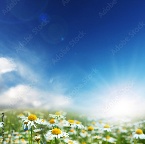 Daisy flowers and sunny day.
