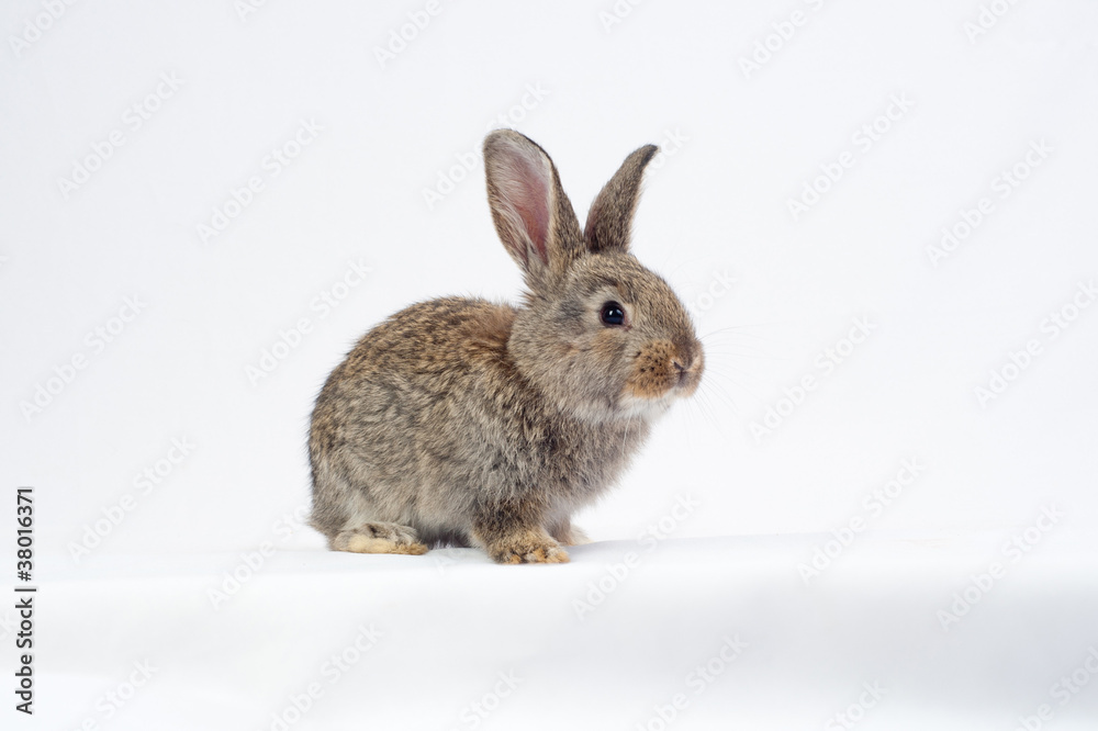 Naklejka premium Rabbit