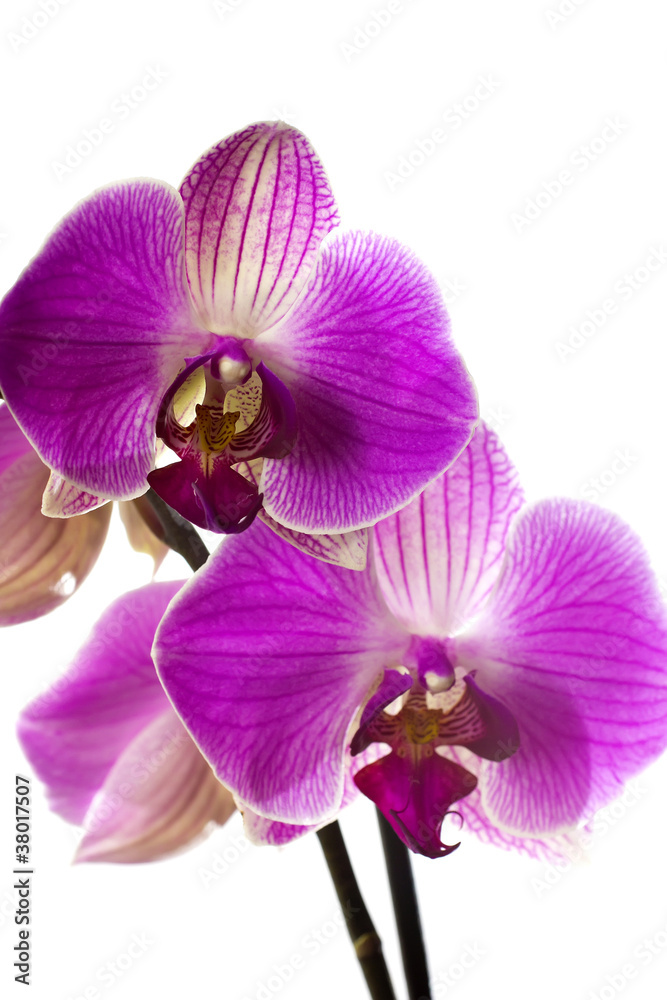 Fototapeta premium Pink orchid.