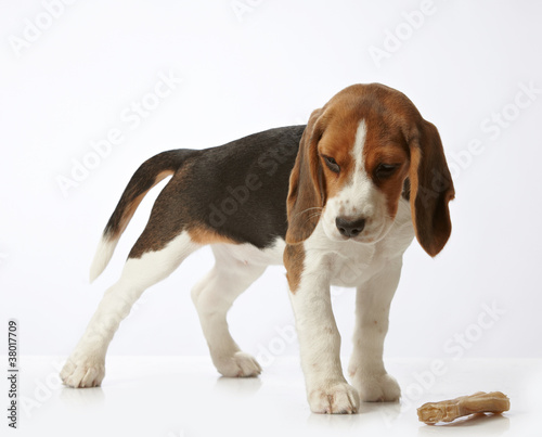 beagle puppy © Mara Zemgaliete