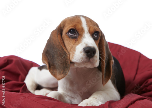 Fototapeta Naklejka Na Ścianę i Meble -  beagle puppy