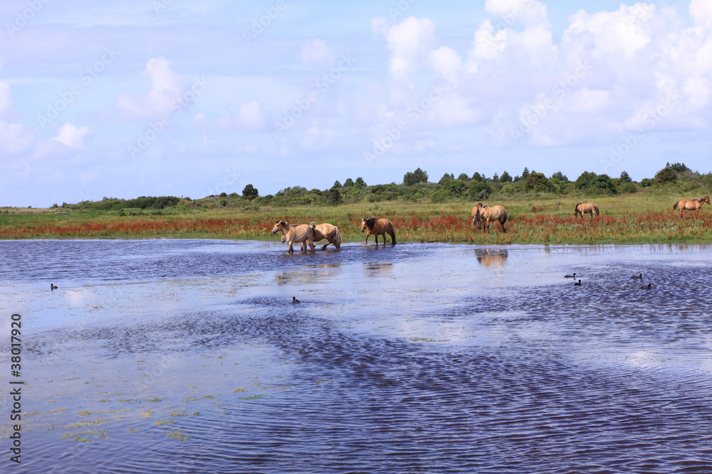 Henson horses in the marshes in bays of somme in france Henson horses in the marshes in bays of somme in france