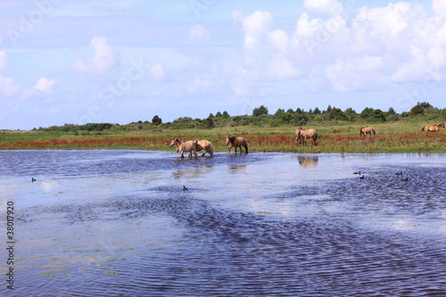 Henson horses in the marshes in bays of somme in france