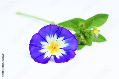 Blue flower on white