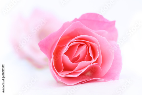 Beautiful pink rose on white close up