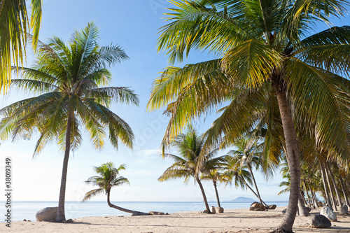 Fototapeta Naklejka Na Ścianę i Meble -  Coconut Tree on the Beach, Thailand