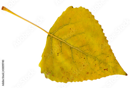 Canvas Print leaf of poplar