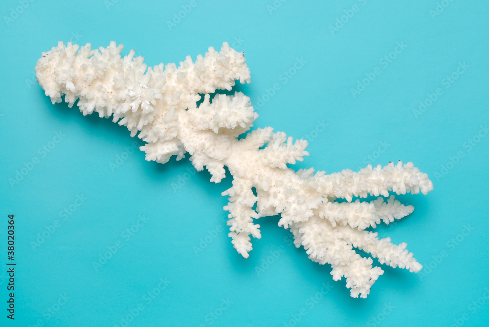 White coral on turquoise background White coral on turquoise background