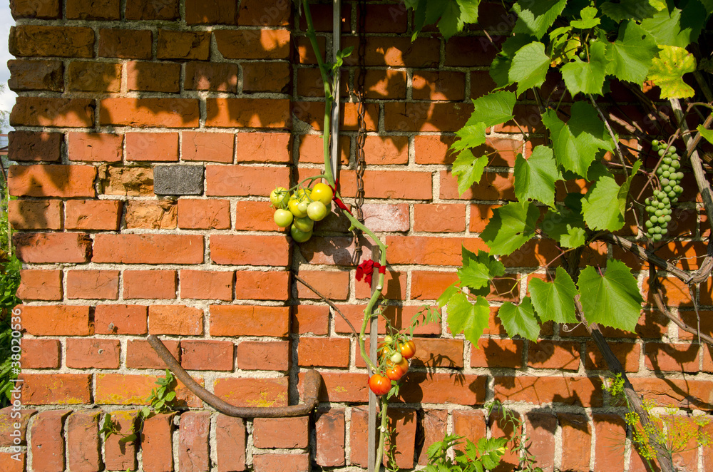 Naklejka premium Tomato climbing red brick wall. Rural home garden