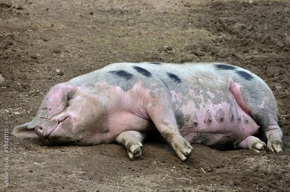 Sow of Bayeux (Sus scrofa), French race, lying on ground Sow of Bayeux (Sus scrofa), French race, lying on ground