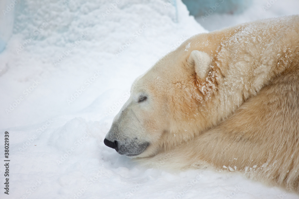 white bear white bear