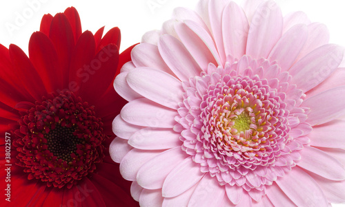 Wellness mit roter und wei  er Gerbera