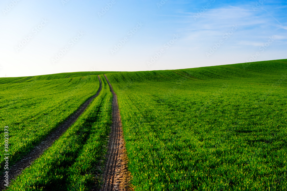 Grüne Landschaft